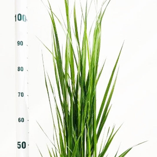 Panicum virgatum Northwind 21cm Pot 40cm Shrub Plant Shrubs