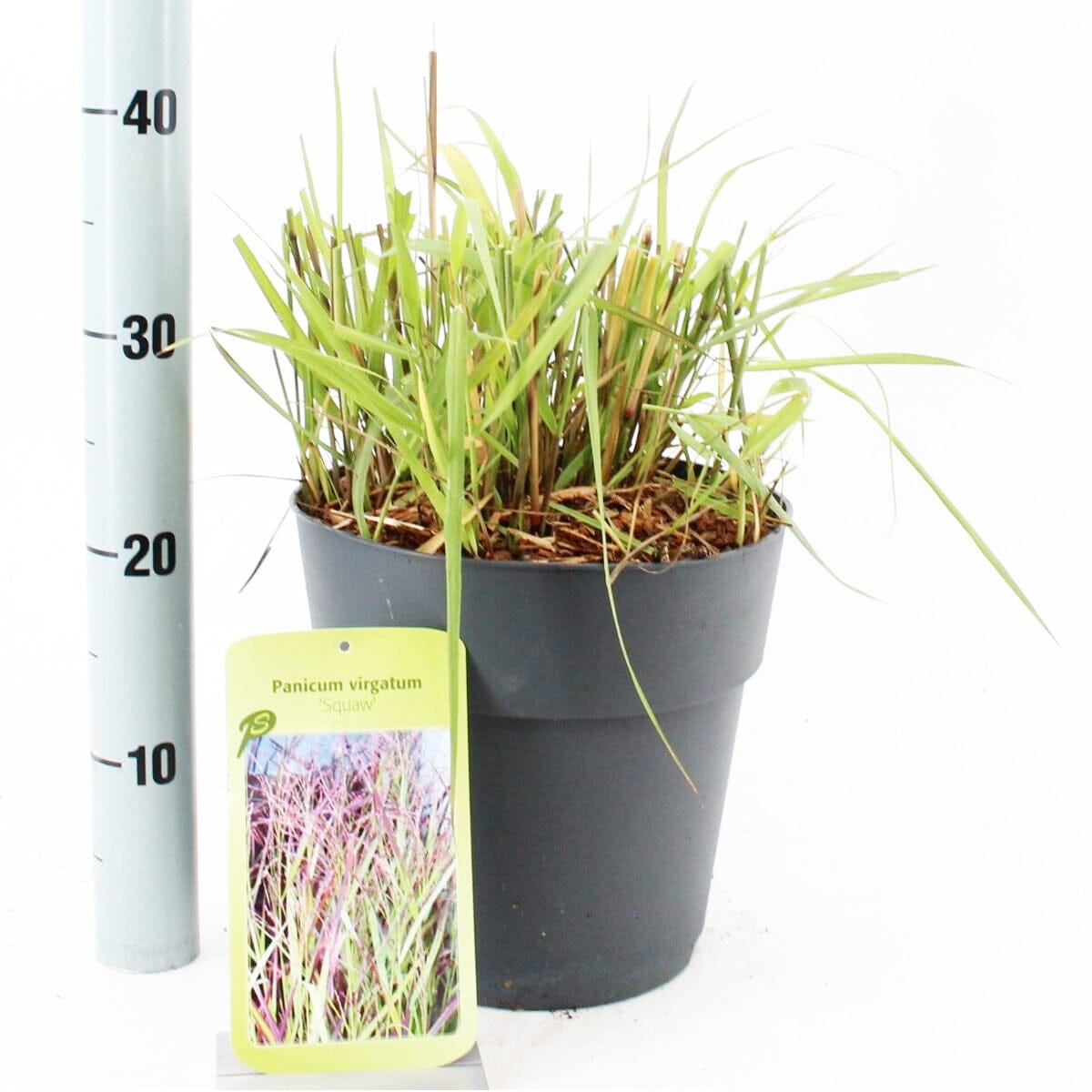 Panicum virgatum Squaw 23cm Pot 60cm Shrub Plant Shrubs