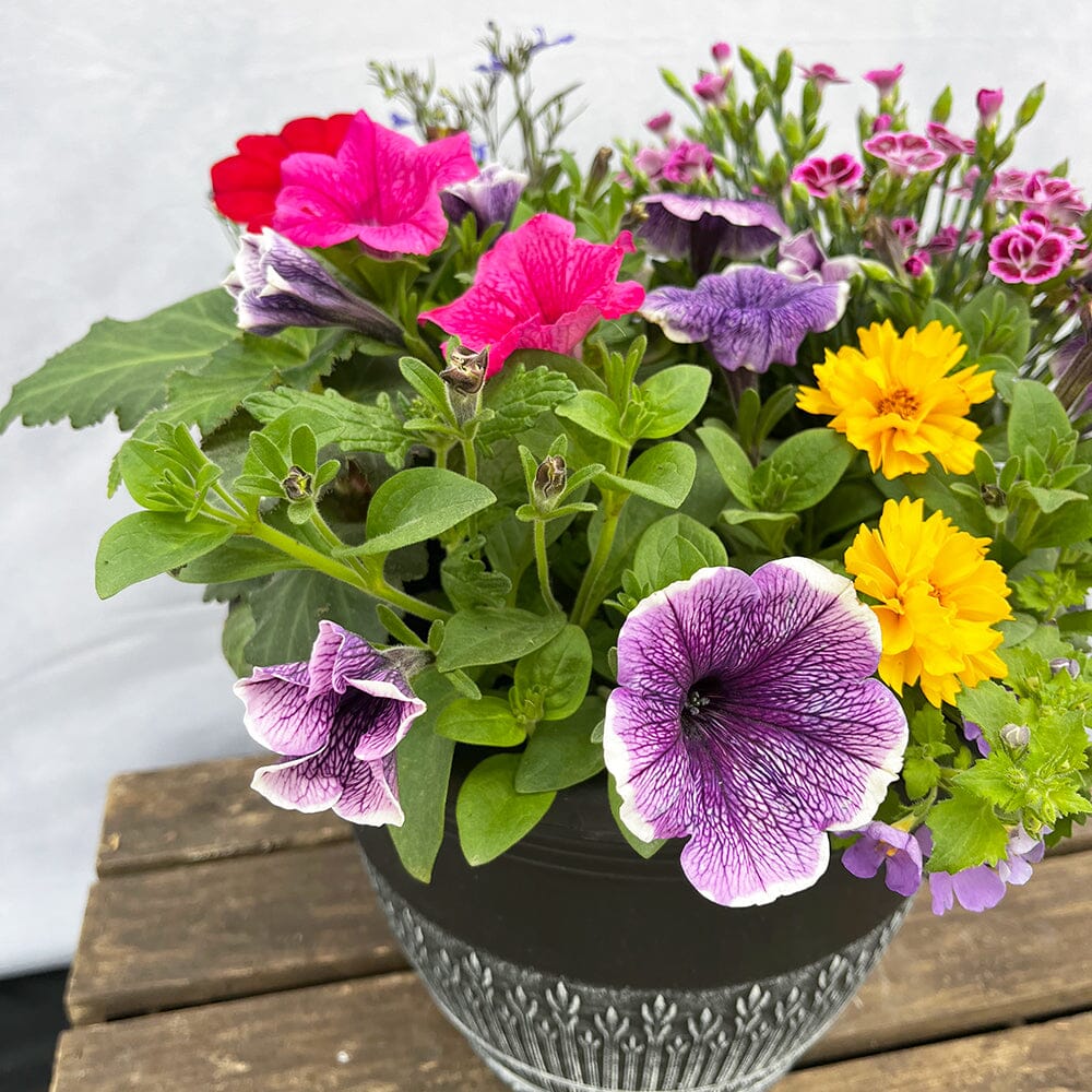 Patio Planter Subscription 