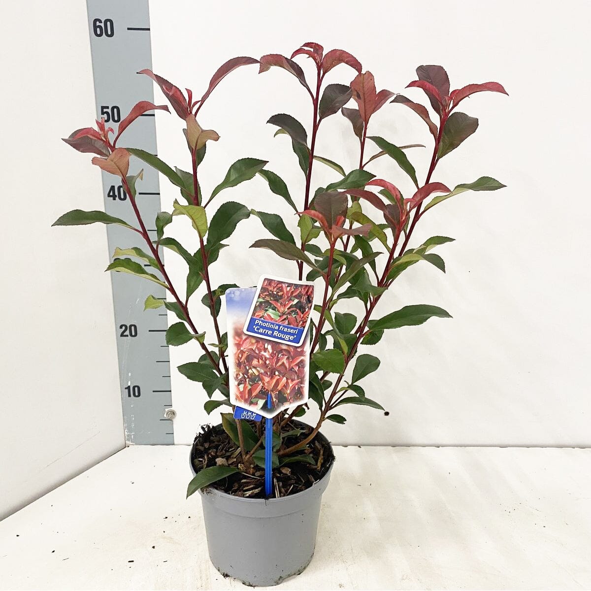 Photinia fraseri Carre Rouge 23cm Pot 80cm Shrub Plant Shrubs