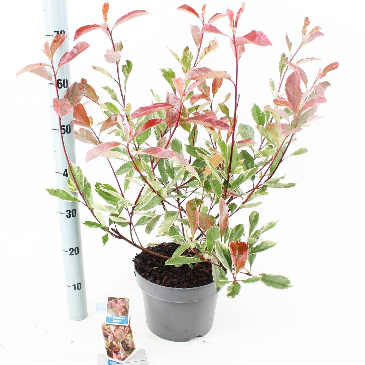 Photinia Louise 23cm Pot 60cm Shrub Plant Shrubs