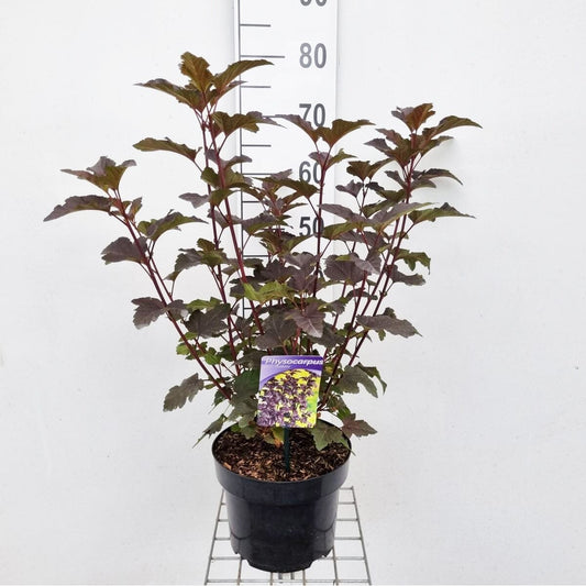 Physocarpus opulifolius Diabolo 23cm Pot 60cm Shrub Plant Shrubs