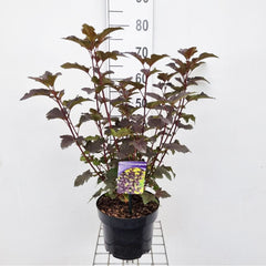 Physocarpus opulifolius Diabolo 23cm Pot 60cm Shrub Plant Shrubs