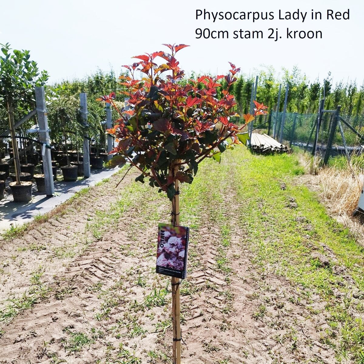 Physocarpus opulifolius Lady in Red 32cm Pot 190cm Shrub Plant Shrubs