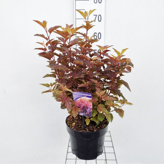 Physocarpus opulifolius Little Angel 23cm Pot 40cm Shrub Plant Shrubs