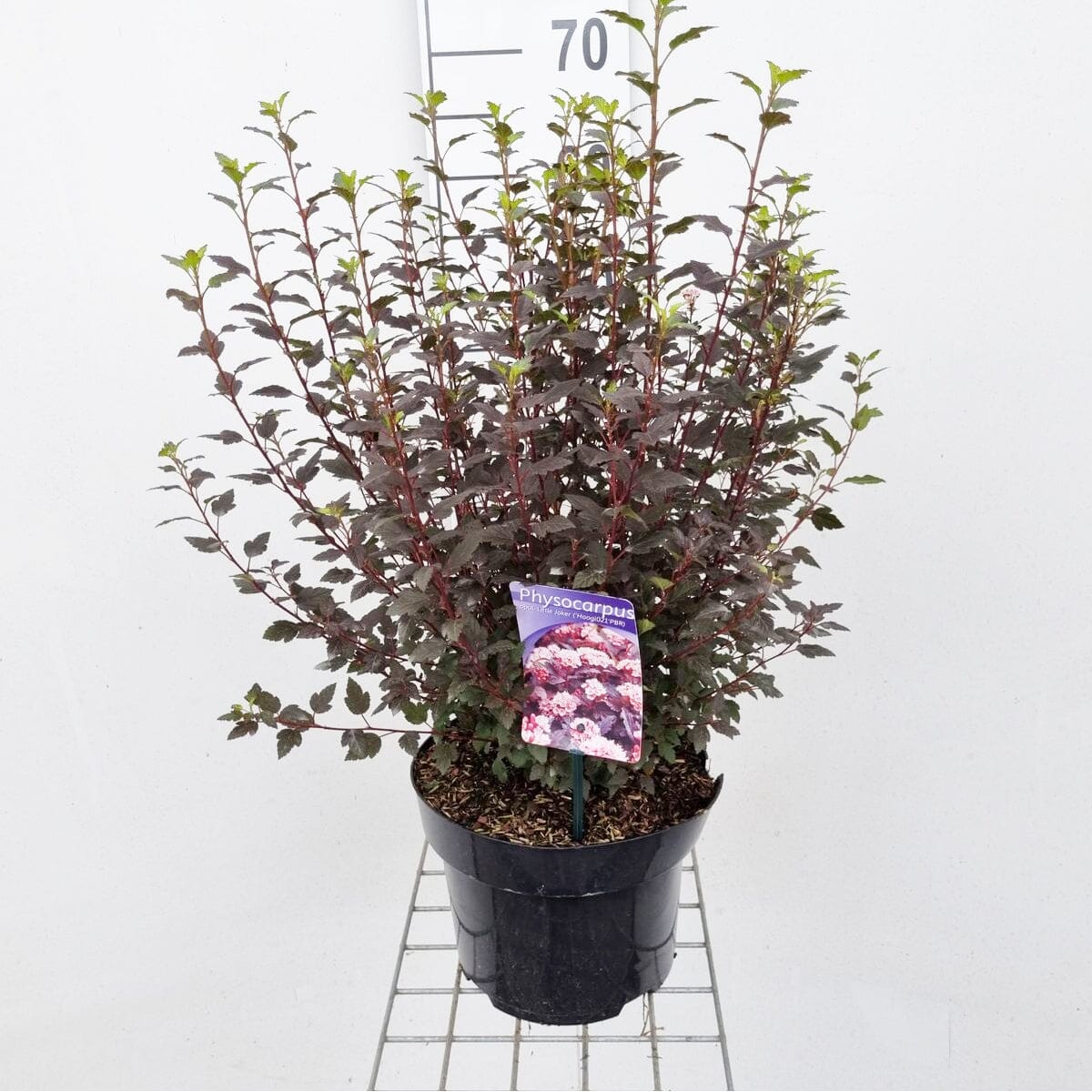 Physocarpus opulifolius Little Joker 23cm Pot 60cm Shrub Plant Shrubs