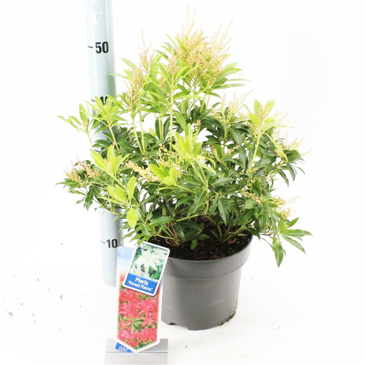 Pieris Forest Flame 23cm Pot 40cm Shrub Plant Shrubs