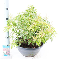 Pieris Forest Flame 33cm Pot 40cm Shrub Plant Shrubs