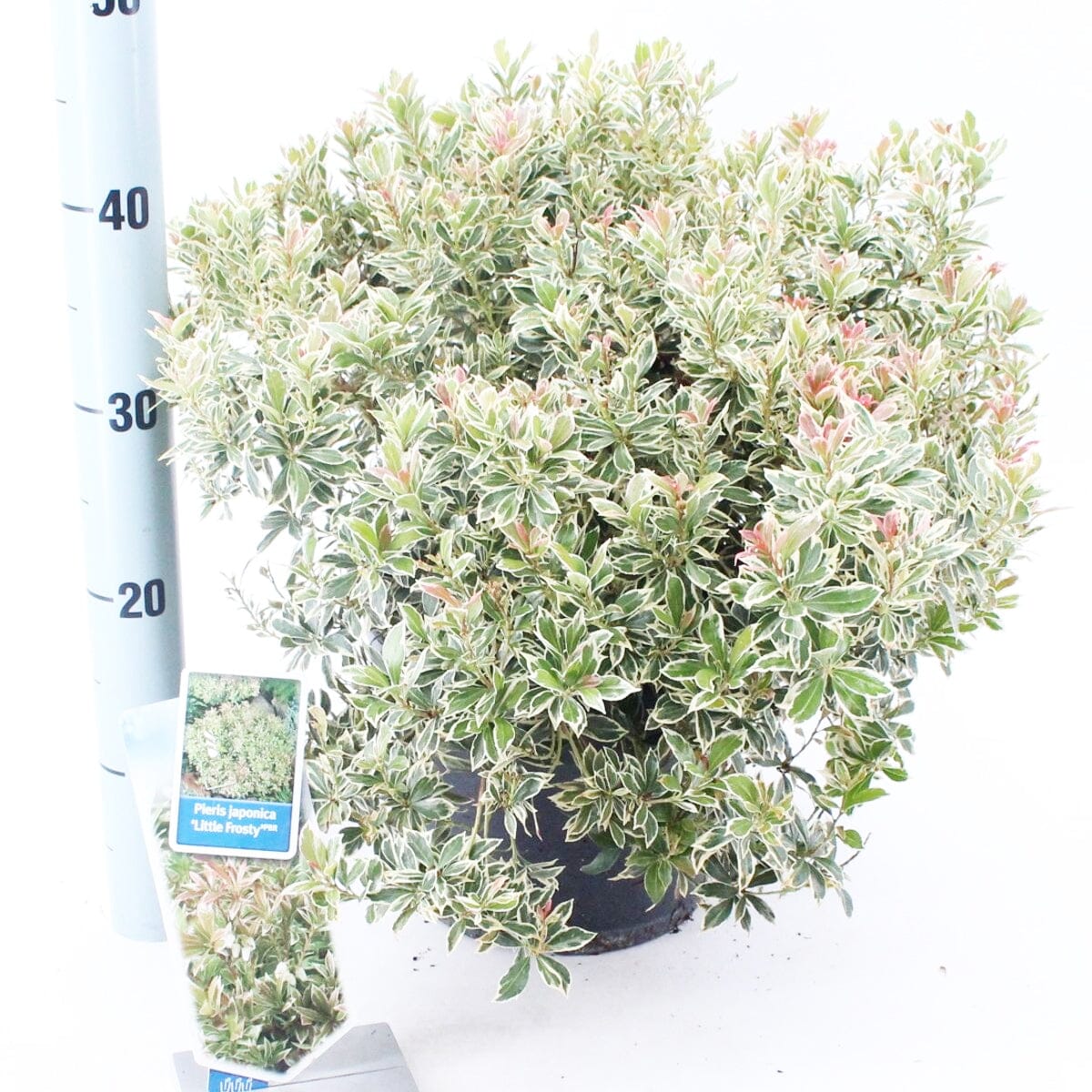 Pieris japonica Little Frosty 23cm Pot 35cm Shrub Plant Shrubs