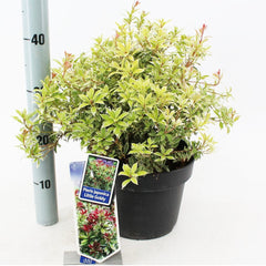 Pieris japonica Little Goldy 23cm Pot 40cm Shrub Plant Shrubs