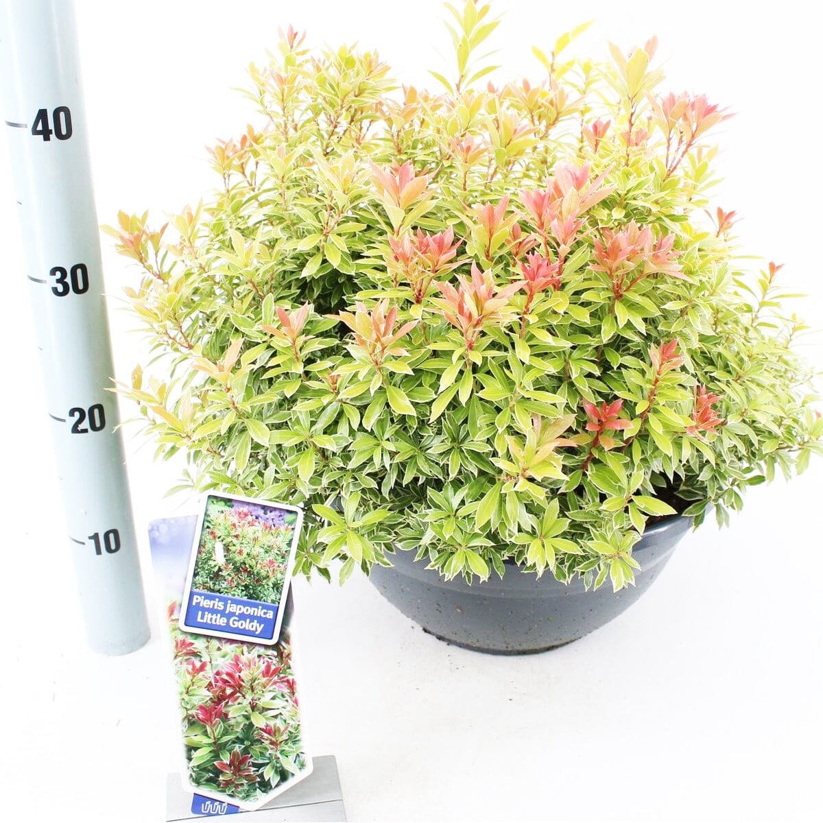 Pieris japonica Little Goldy 33cm Pot 40cm Shrub Plant Shrubs