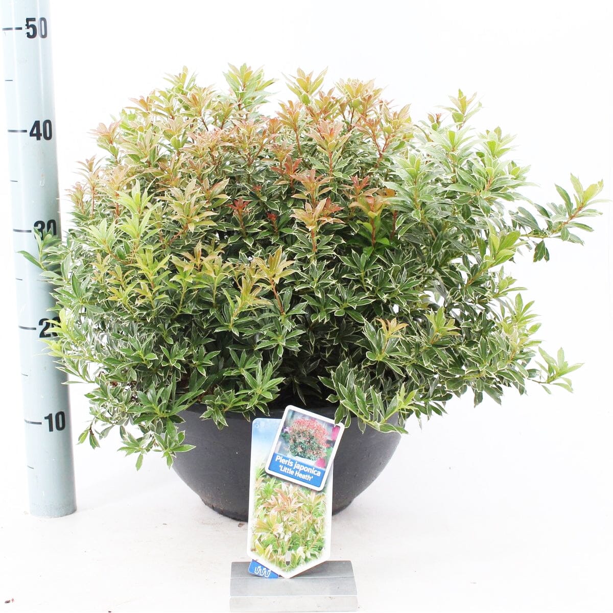 Pieris japonica Little Heath 33cm Pot 40cm Shrub Plant Shrubs