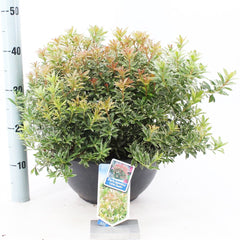 Pieris japonica Little Heath 33cm Pot 40cm Shrub Plant Shrubs