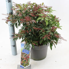 Pieris Katsura 23cm Pot 45cm Shrub Plant Shrubs