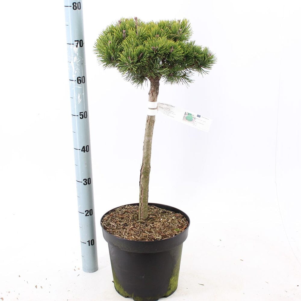 Pinus mugo Lilliput 26cm Pot 90cm Shrub Plant Shrubs