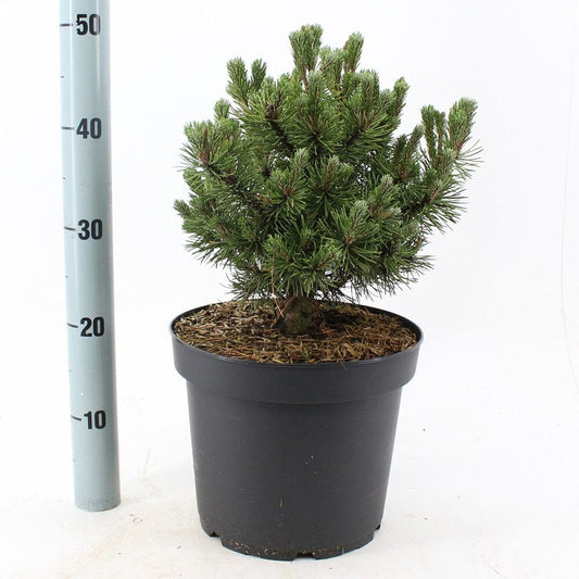 Pinus mugo Mops 26cm Pot 90cm Shrub Plant Shrubs