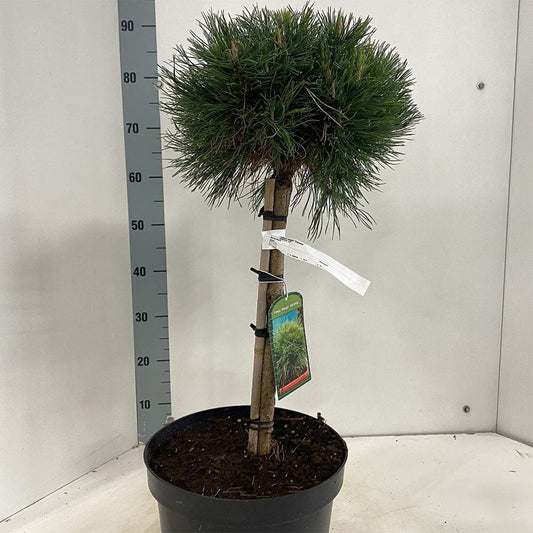 Pinus mugo Varella 29cm Pot 40cm Shrub Plant Shrubs