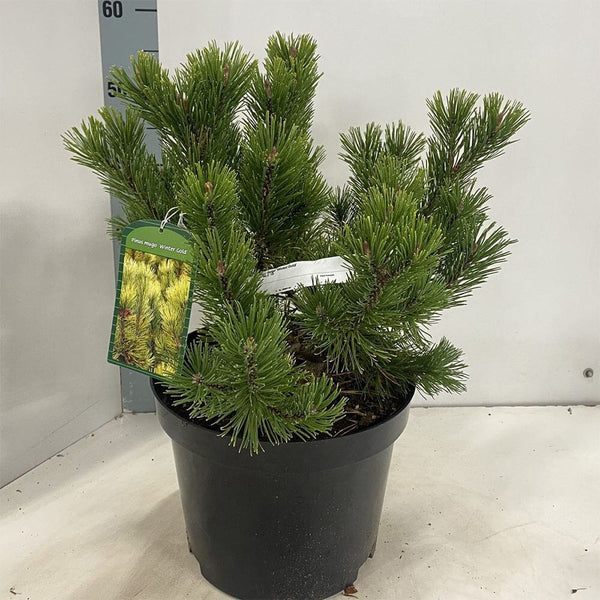 Pinus mugo Winter Gold 29cm Pot 40cm Shrub Plant – Plants For All Seasons