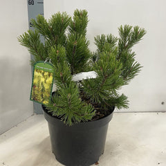 Pinus mugo Winter Gold 29cm Pot 40cm Shrub Plant Shrubs