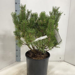 Pinus mugo Winter Sun 32cm Pot 60cm Shrub Plant Shrubs