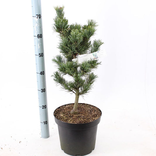 Pinus parviflora Kokuho 26cm Pot 40cm Shrub Plant Shrubs