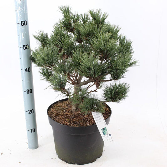 Pinus strobus krugers lilliput 29cm Pot 40cm Shrub Plant Shrubs