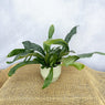 Platycerium Bifurcatum 12cm Pot (Mix & Match Offer) House Plant House Plant