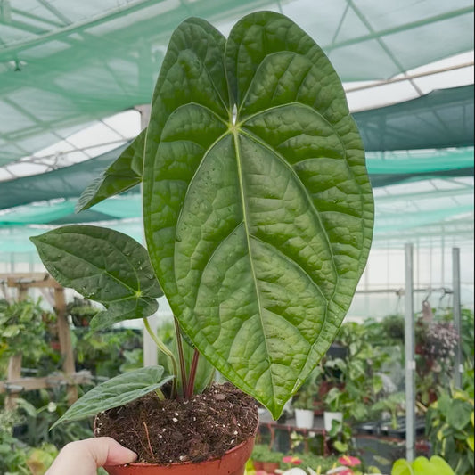 30 cm Anthurium Magnificum x Luxurians House Plant 14 cm Pot