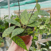 Hoya Callistophylla House Plant 10,5 cm Pot