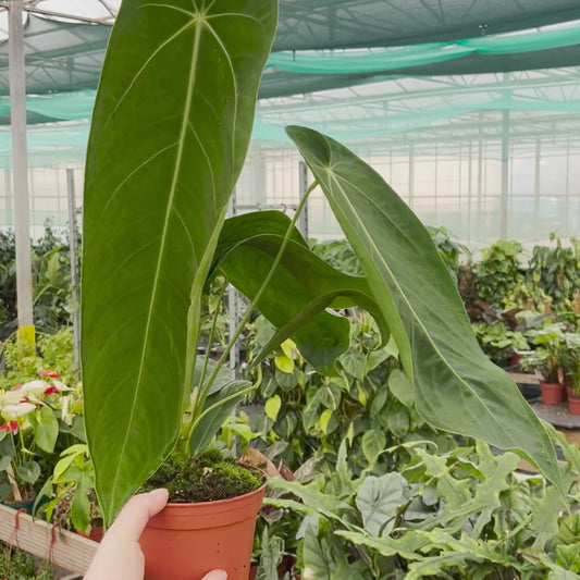 30 - 40cm Anthurium Warocqueanum x Waterburyanum House Plant 14 cm Pot