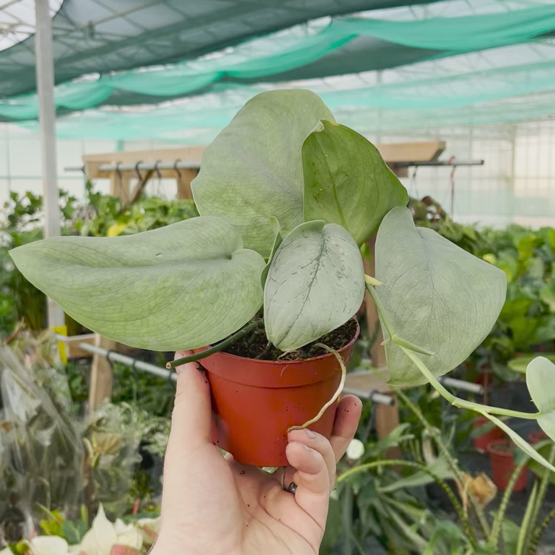 15 - 25cm Scindapsus Silver Hero Pothos 10cm Pot House Plant