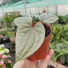 10cm Anthurium Luxurians House Plant 10,5 cm Pot