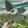 15 - 20cm Homalomena Rubescens Black House Plant 10,5 cm Pot