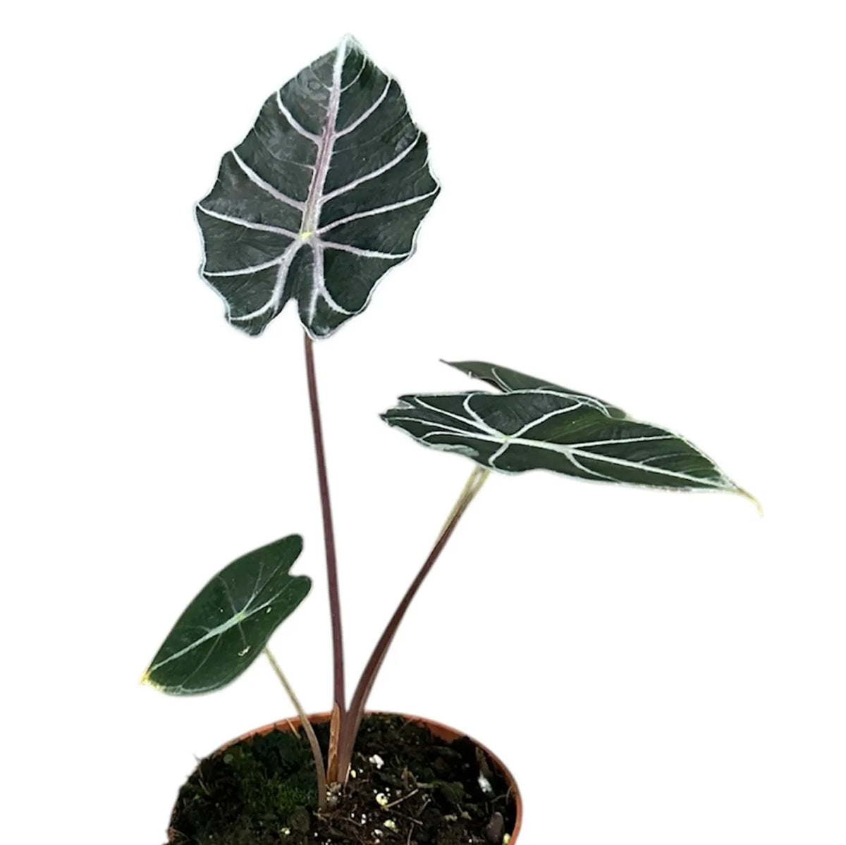 15 - 20cm Alocasia Watsoniana Red Vein House Plant 10,5 cm Pot