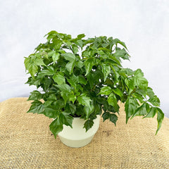 Radermachera 12cm Pot (Mix & Match Offer) House Plant House Plant