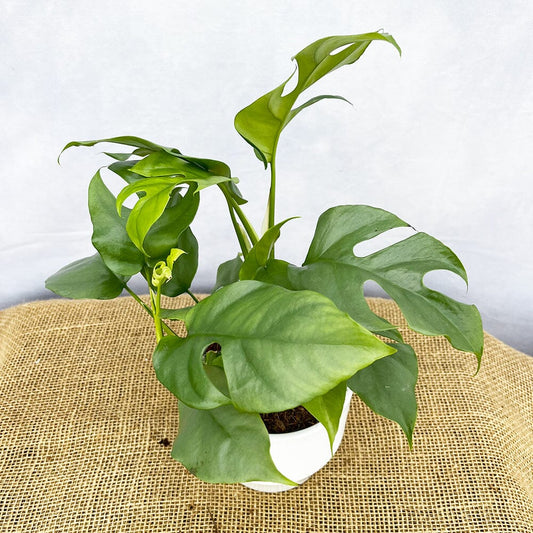 Rhaphidophora Tetrasperma 12cm Pot (Mix & Match Offer) House Plant House Plant