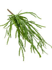 Rhipsalis pandora Artificial Plant Premium Faux 35cm Height Artificial Plants