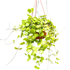 20 - 30cm Hoya Endauensis Hanging House Plant 14 cm Pot