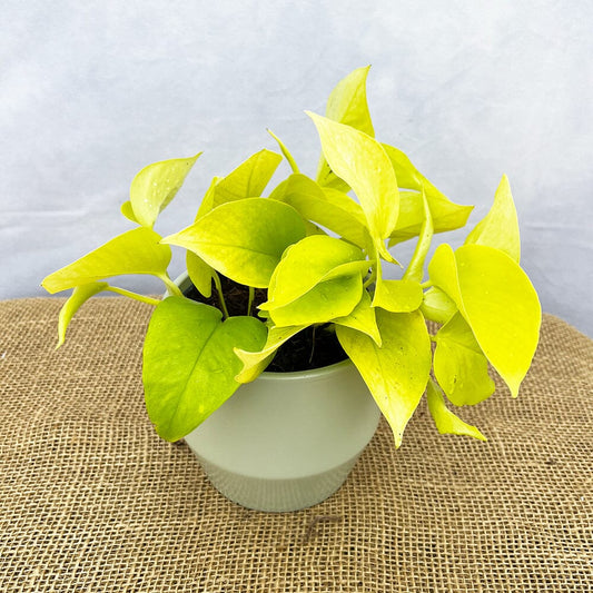 Scindapsus Neon 12cm Pot (Mix & Match Offer) House Plant House Plant