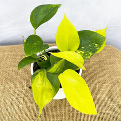 Scindapsus Trio 12cm Pot (Mix & Match Offer) House Plant House Plant