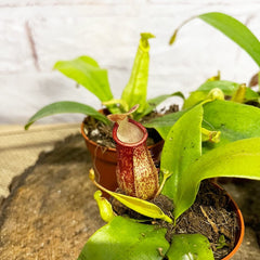 Set of 4 Nepenthes Baby House Plants Monkey Jars Carnivorous Plants House Plant