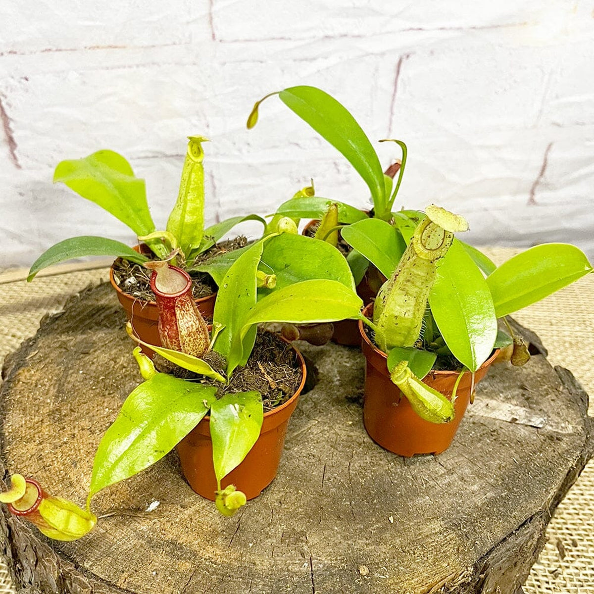 Set of 4 Nepenthes Baby House Plants Monkey Jars Carnivorous Plants House Plant