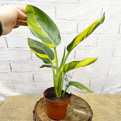 Strelitzia Reginae Variegated Bird of Paradise Variegata Potted Houseplants