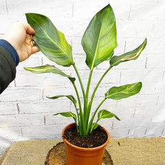 Strelitzia Reginae Variegated Bird of Paradise Variegata Potted Houseplants