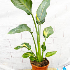 Strelitzia Reginae Variegated Bird of Paradise Variegata Potted Houseplants