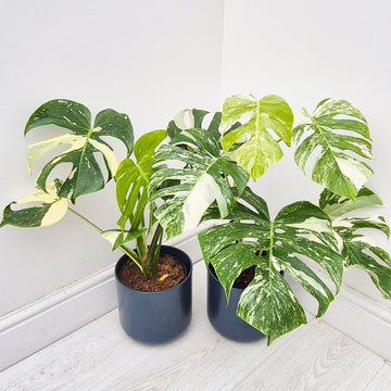 Thai & Albo Offer - 2 x Variegated Monsteras 17cm Pot House Plants House Plant