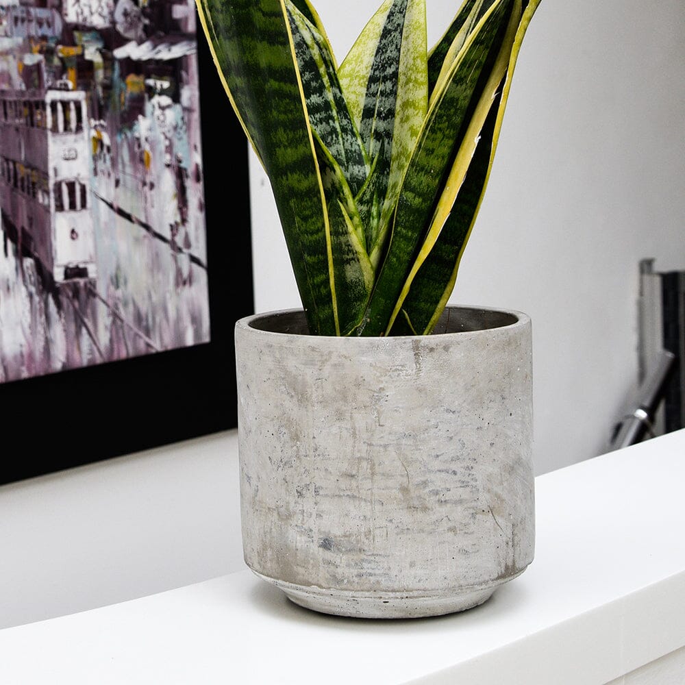 Tivoli Cement Indoor Ceramic 16cm Pot Pots & Planters