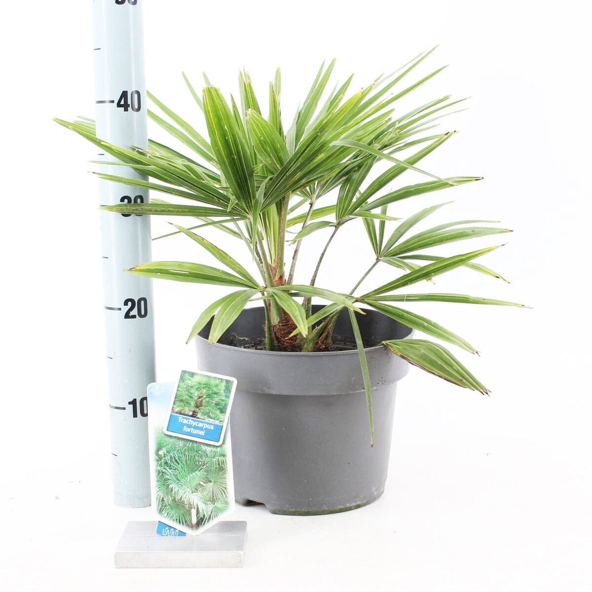 Trachycarpus fortunei 23cm Pot 50cm Shrub Plant Shrubs