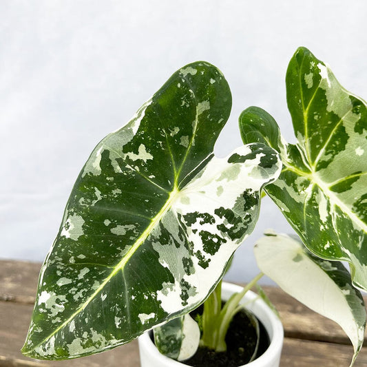 Variegated Alocasia Frydek Elephant Ear Albo Variegata 7cm Pot House Plant