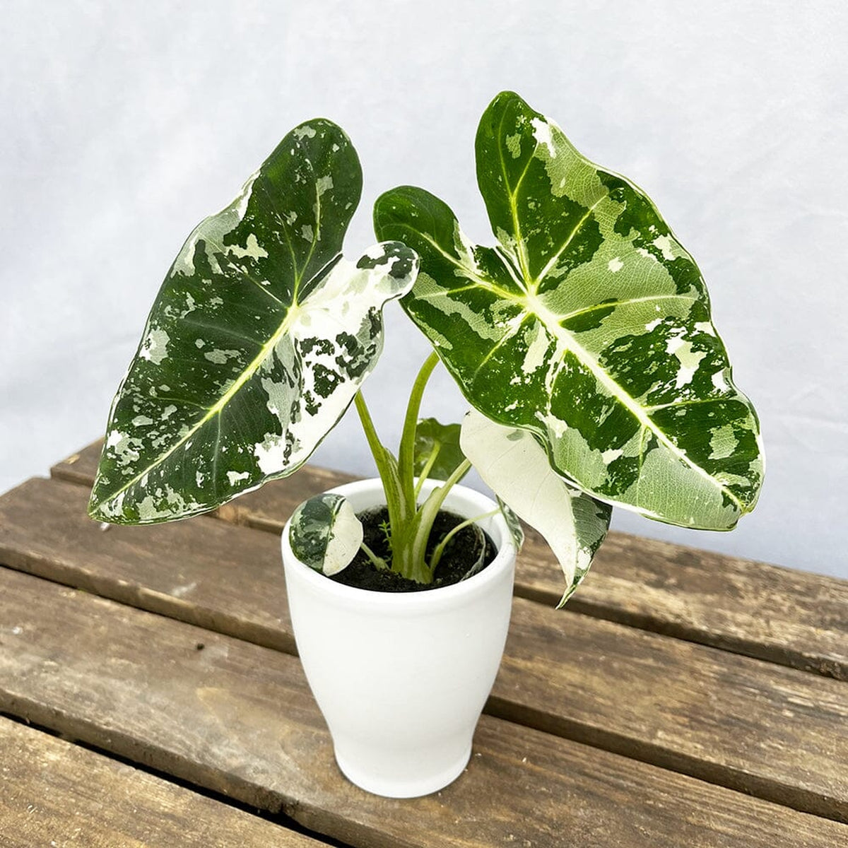 Variegated Alocasia Frydek Elephant Ear Albo Variegata 7cm Pot House Plant